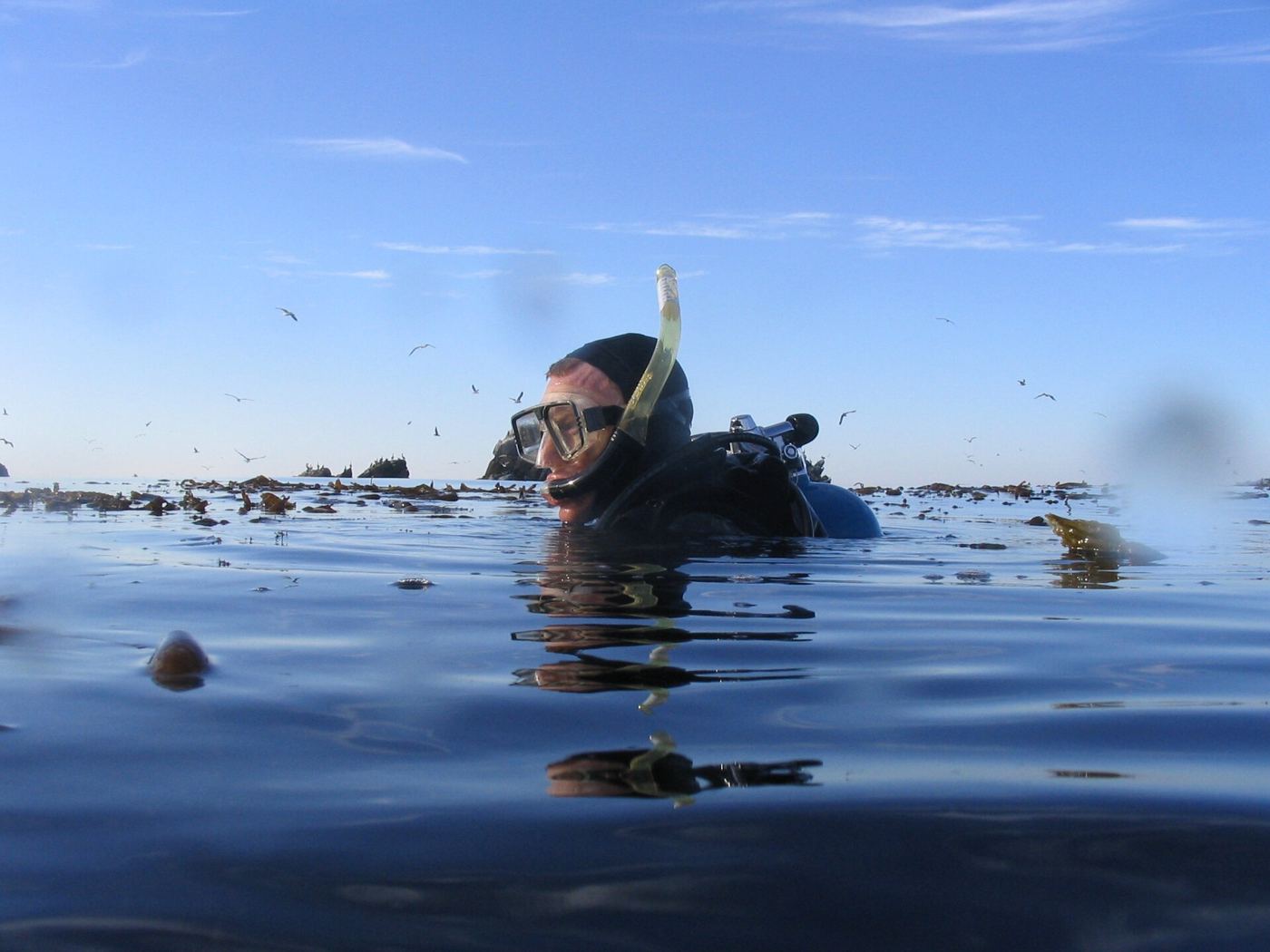 diver swimming through a tall kelp forest underwater